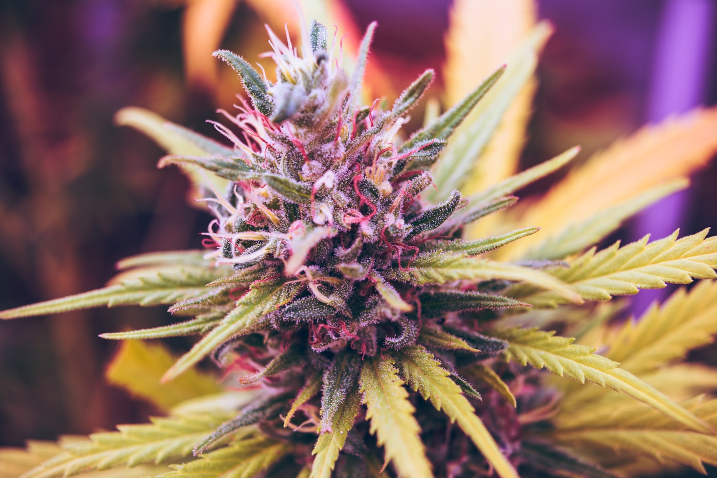 Macro close-up of frosty, trichome-covered cannabis flower