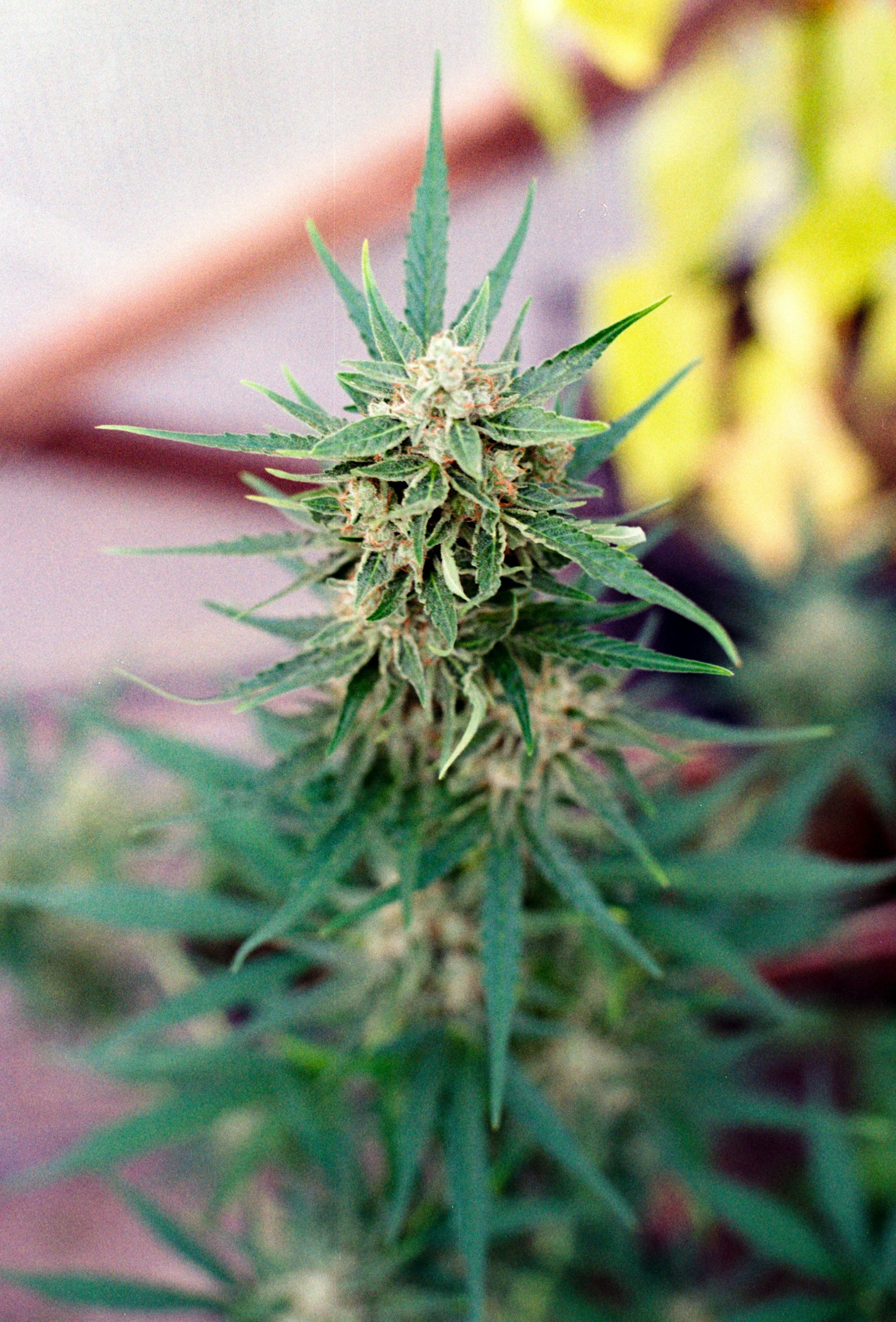 Premium cannabis flower close-up for featured drops.