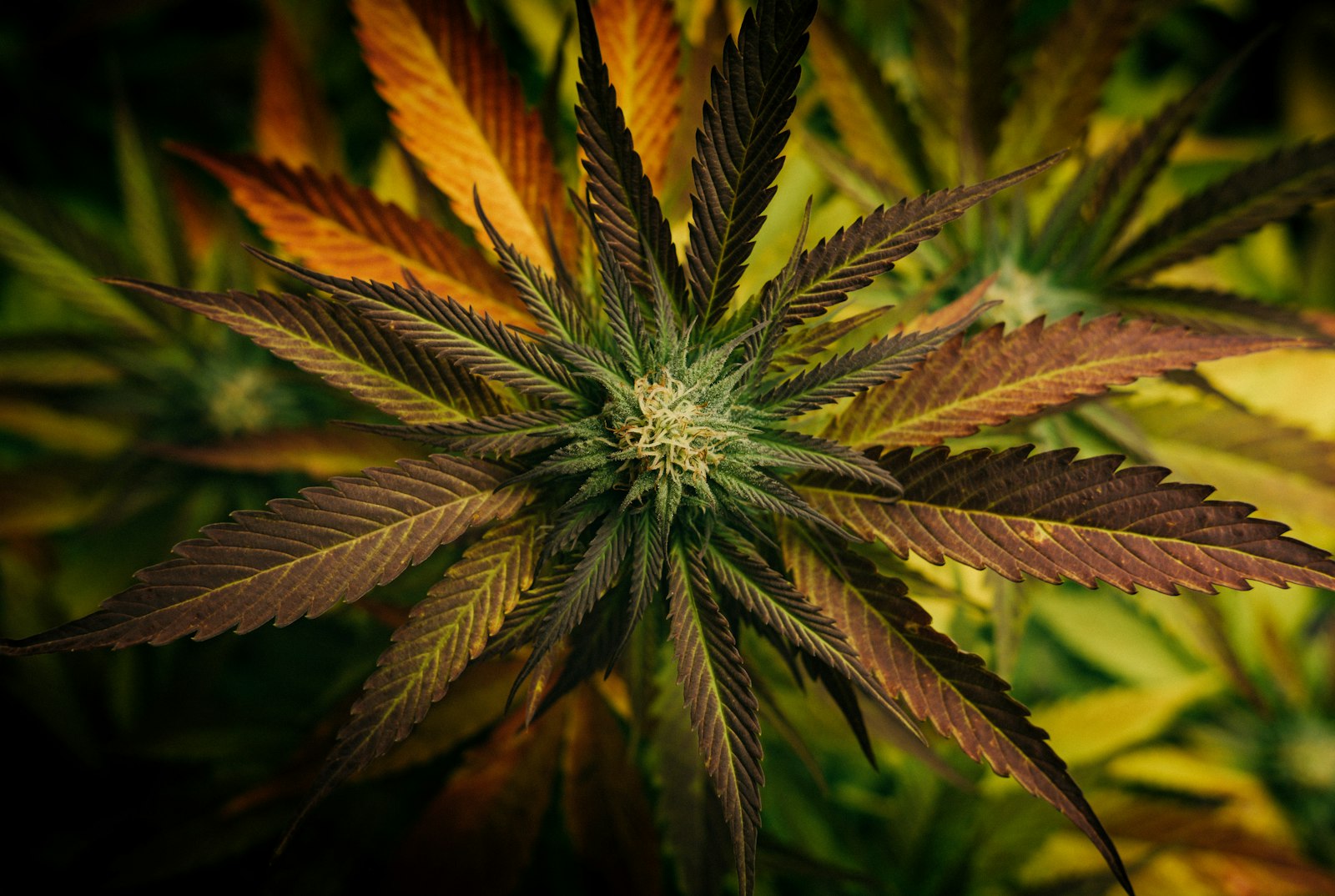 Fresh cannabis leaves with natural texture.