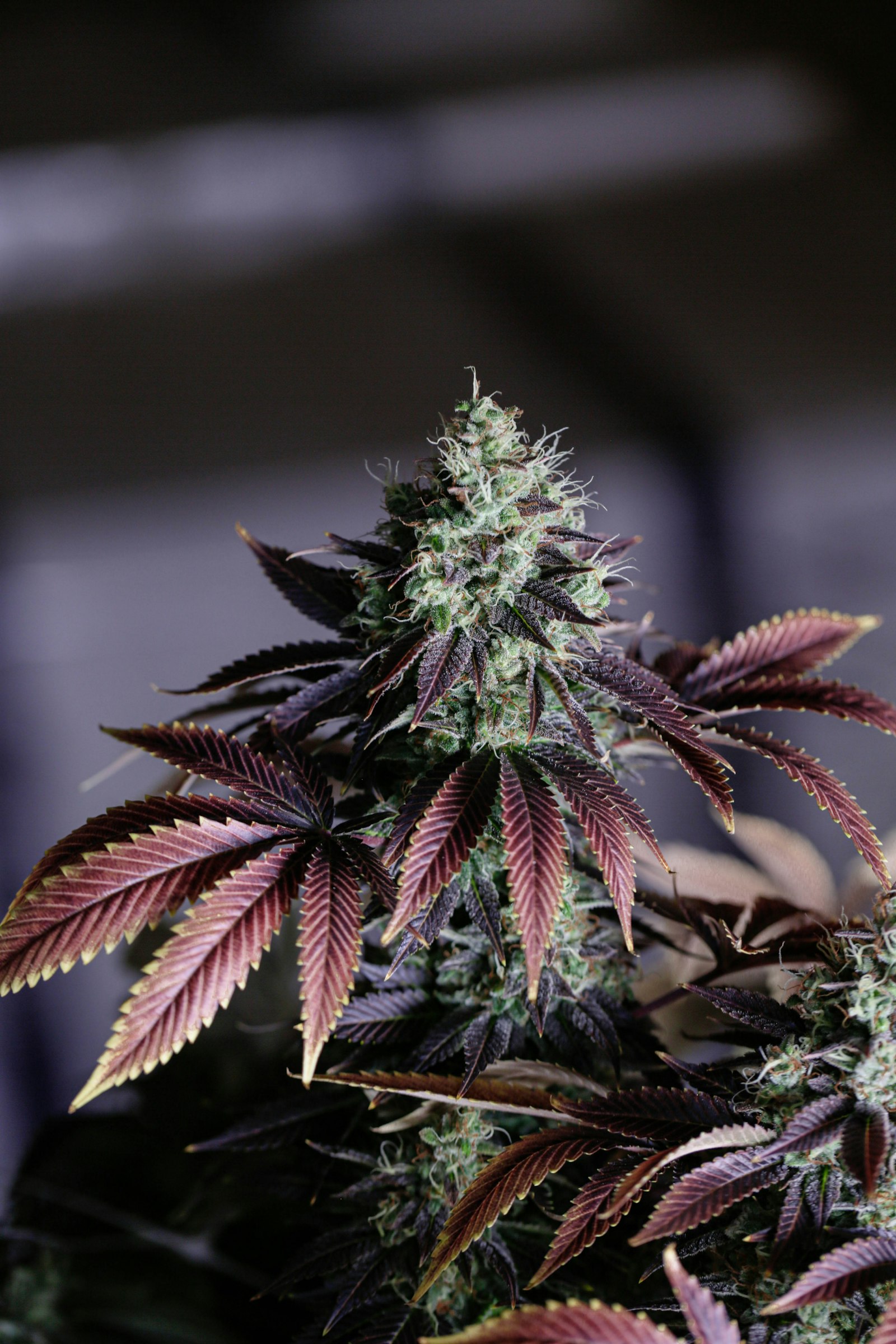 Sunlit cannabis leaves in an organic, natural setting.