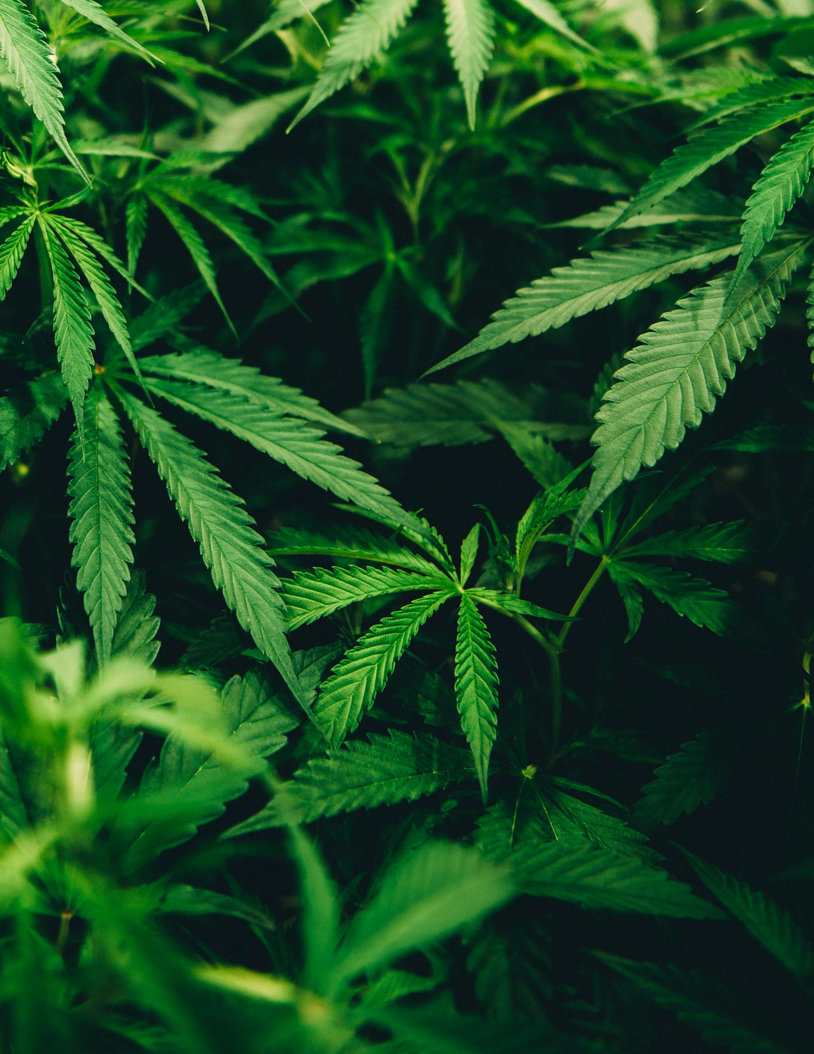 Macro cannabis detail for premium concentrate features.